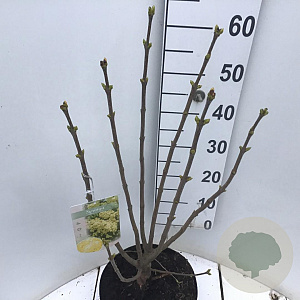 Syringa v. 'Primrose' 60-80 cm 7,5L