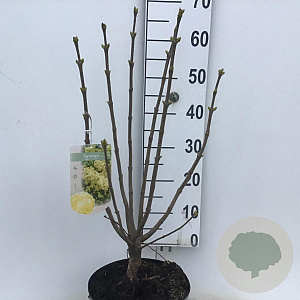 Syringa v. 'Primrose' 60-80 cm 7,5L