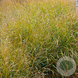 Panicum virgatum 'Strictum' GM P9