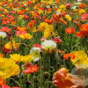 Papaver nudicaule GM P9