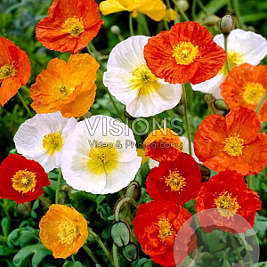 Papaver nudicaule GM P9