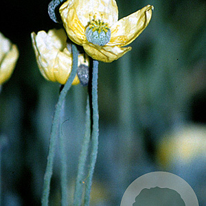 Papaver nudicaule GM P9
