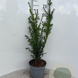 Taxus baccata 60-70 cm 5,0L