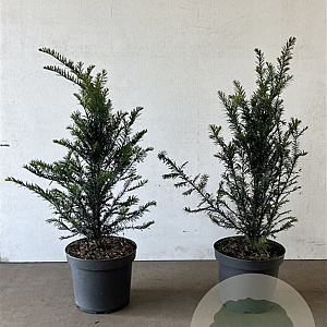 Taxus baccata 60-80 cm 7,5L