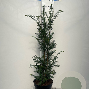 Taxus baccata 80-100 cm 7,5L