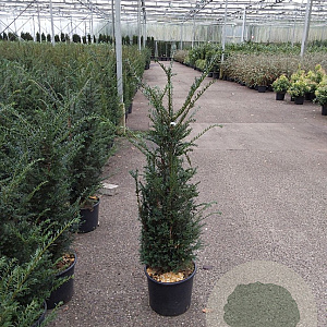 Taxus baccata 100-125 cm 15L