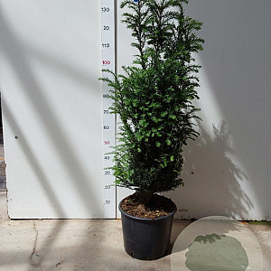 Taxus baccata 100-125 cm 15L
