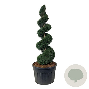 Taxus baccata 150-175 cm cont. 180L spiraal
