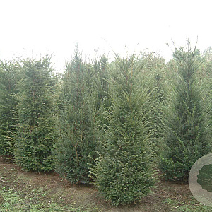 Taxus baccata 175-200 cm draadkluit solitair