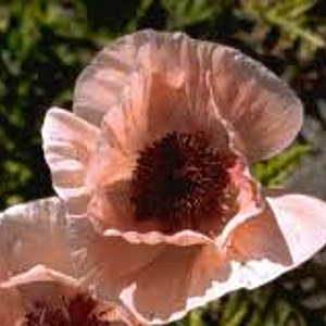Papaver or. 'May Sadler' GM P9