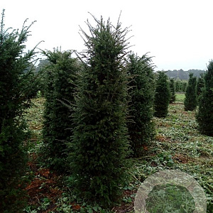 Taxus baccata 180-200 cm met kluit extra