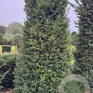 Taxus baccata 250-300 cm draadkluit haagplant