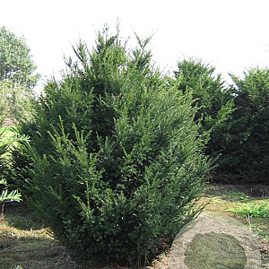 Taxus baccata 250-300 cm draadkluit solitair