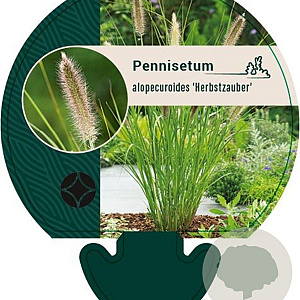 Pennisetum al. 'Herbstzauber' GM P9