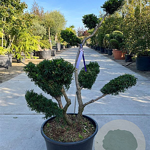 Taxus media 'Densiformis' 100-125 cm 45L bonsai