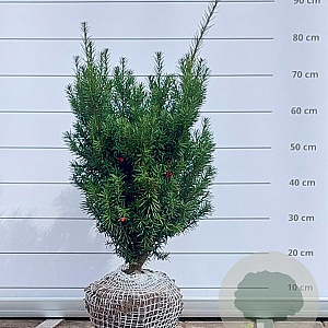 Taxus media 'Hicksii' 50-60 cm met kluit