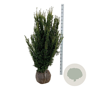 Taxus media 'Hillii' 120-140 cm met kluit extra