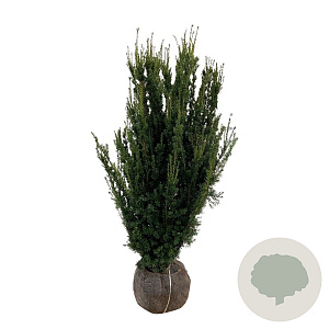 Taxus media 'Hillii' 120-140 cm met kluit extra