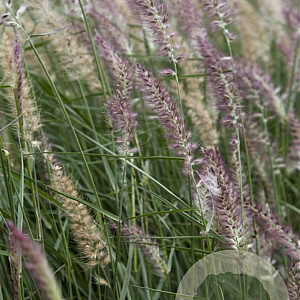 Pennisetum 'Karley Rose' GM P9