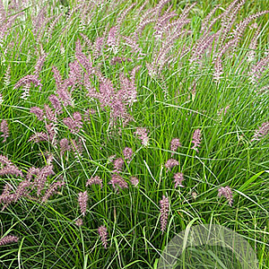 Pennisetum 'Karley Rose' GM P9