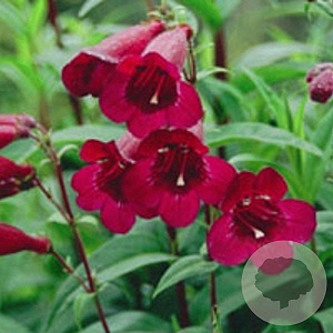Penstemon 'Rich Ruby' GM P9