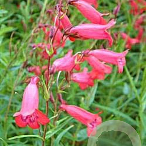 Penstemon 'Schoenholzeri' GM P9