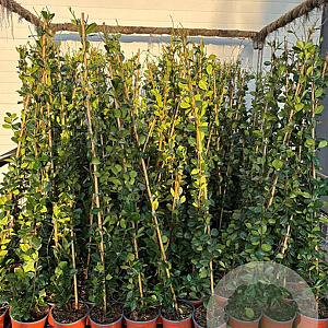 Trachelospermum jasminoides 125-150 cm 3,0L Gestokt