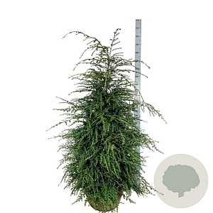Tsuga canadensis 150-175 cm met kluit extra