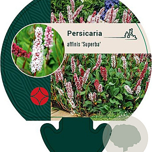 Persicaria aff. 'Superba' GM P9