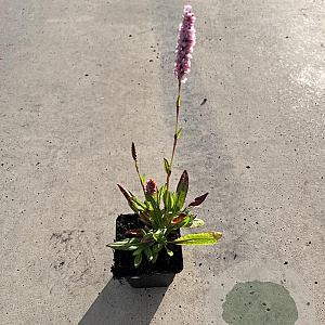 Persicaria aff. 'Superba' GM P9