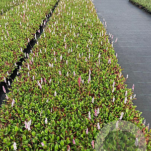 Persicaria aff. 'Superba' GM P9