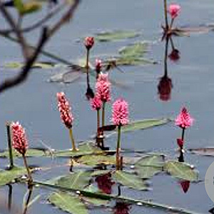 Persicaria amphibia GM P9