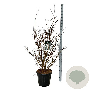 Ulmus minor suberosa 100-125 cm 30L extra