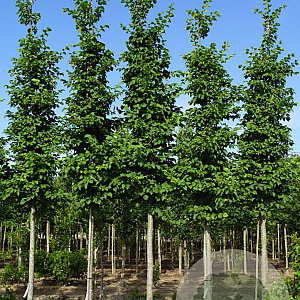 Ulmus 'Nanguen' 25-30 HO draadkluit