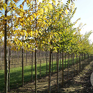 Ulmus 'Sapporo Autumn Gold' 12-14 HO draadkluit