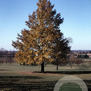Ulmus 'Urban' 20-25 HO draadkluit