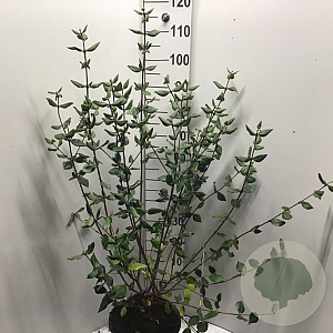 Viburnum burkwoodii 80-100 cm 12L