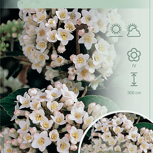 Viburnum burkwoodii 80-100 cm 12L