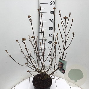 Viburnum burkw. 'Anne Russell' 60-80 cm 7,5L
