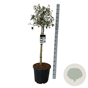 Viburnum 'Eskimo' 90 cm stam 30L