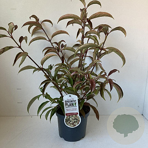 Viburnum hillieri 'Winton' 25-30 cm 3,0L
