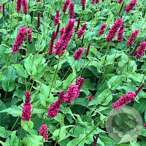 Persicaria a. 'Fat Domino' GM P9