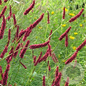 Persicaria a. 'Fat Domino' GM P9