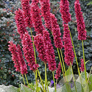 Persicaria a. 'Fat Domino' GM P9