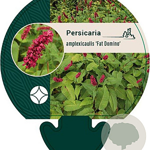 Persicaria a. 'Fat Domino' GM P9