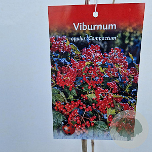 Viburnum opulus 'Compactum' 60-70 cm 3,0L