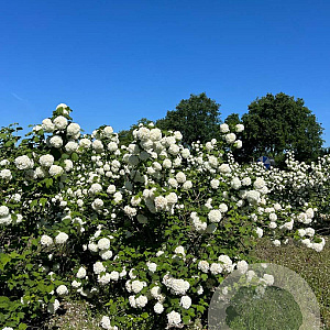 Viburnum opulus 'Roseum' 150-175 cm draadkluit struik