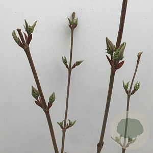 Viburnum plic. 'Grandiflorum' 40-50 cm 4,0L