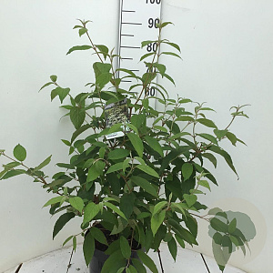 Viburnum plic. Kilimandjaro 50-60 cm 7,5L