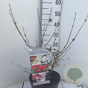 Viburnum plic. Kilimandjaro Sunrise 50-60 cm 7,5L